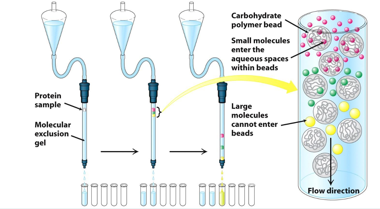 <p>Separated based <strong>size</strong></p><p>Protein that is larger than the beads’ pores = flows quickly thru the column</p><p>Protein that is small than the beads’ pores = flows thru the beads and exits column last</p>