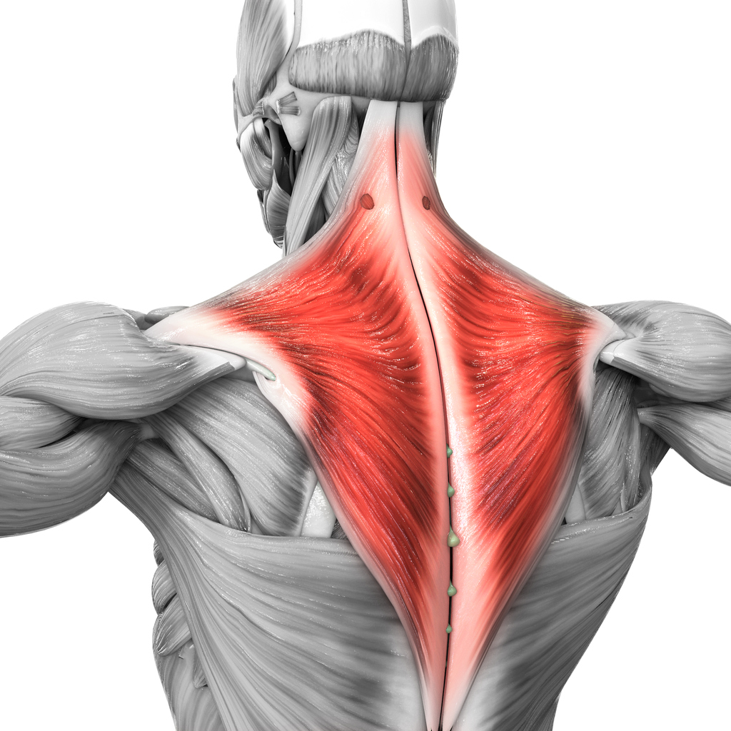 <p>Upper back; </p><p>kite-shaped </p><p>“Trapeze = upper back”</p>