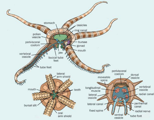 <ul><li><p>The disk contains all of the viscera.</p></li><li><p>Calcite ossicles are fused to form armor plates, tests.</p></li><li><p>Gas exchange and excretion occur through cilia-lined sacs called bursae.</p></li><li><p>Move rapidly by wriggling their arms.</p></li><li><p>The arms are supported by an internal skeleton plates that look like vertebrae (vertebral ossicles) - resemble our vertebrates- convergent evolution - allows for freedom of movement</p></li><li><p>These are moved by a system of muscles and linked together by ball and-socket joints.</p></li></ul><p></p>