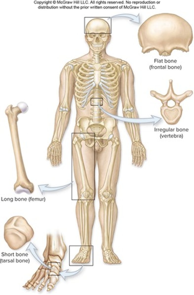 <p>Bones, cartilages, ligaments, and other supportive connective tissues.</p>