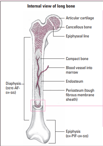 <p>A cavity filled with bone marrow</p>
