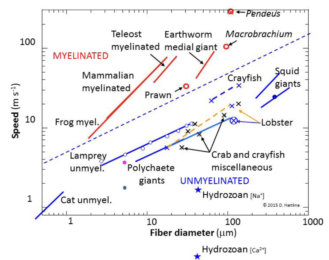 <ul><li><p><strong>Varies by species and axon structure</strong></p></li><li><p>Larger diameter or more myelinated neurons → <strong>faster signals</strong></p></li><li><p>Adapted to the organism’s <strong>needs and environment</strong> (e.g., escape response)</p></li></ul><p></p>