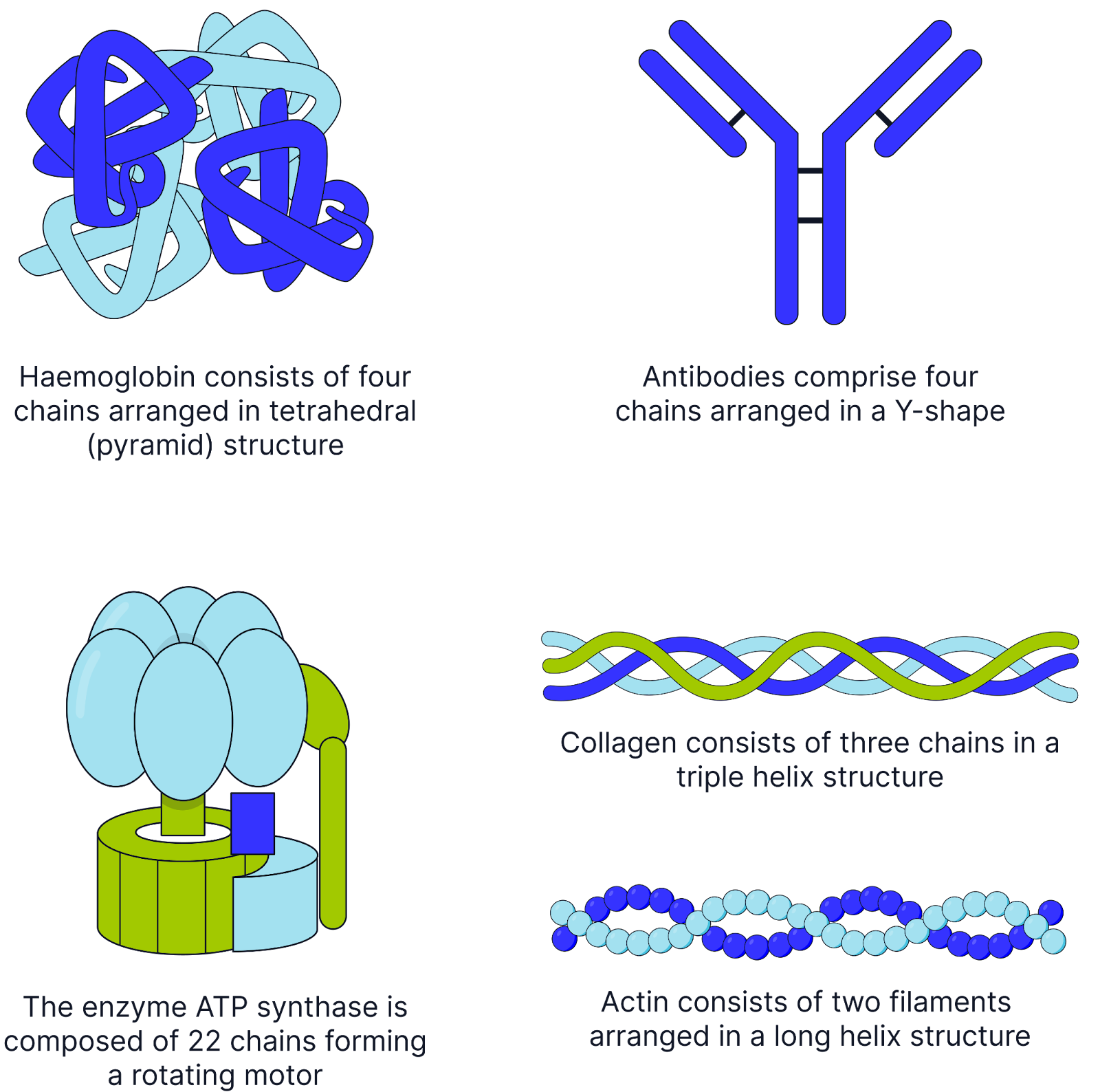 <ul><li><p><span>A Protein structure consisting of </span> two or more polypeptide chains</p></li><li><p>It may also include non-protein groups.</p></li><li><p>Examples include haemoglobin, which consists of four polypeptide chains and the non-protein haem groups.</p></li></ul><p></p>