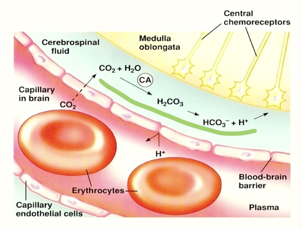 <p><strong>the chemical reaction!!</strong></p><p><sub>→ cerebral spinal fluid has </sub><strong><sub>water ( H2O )</sub></strong><sub> that </sub><strong><sub>CO2 </sub></strong><sub>can react with!</sub></p>