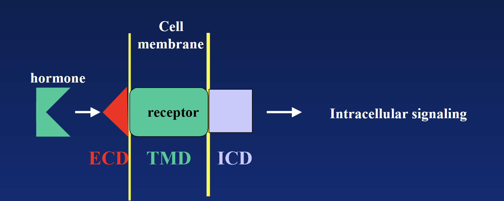 <p><u>Transmembrane domain (TMD):</u> hydrophobic region “hiding” in the membrane’s phospholipids.</p><p><u>Extracellular domain (ECD) + intracellular domain (ICD):</u> hydrophilic regions located outside and inside.</p><p><u>Hormone-Receptor:</u> activation of intracellular second messenger.</p><p><strong>Hormone → ECD → TMD → ICD → second messenger cascade → intracellular signaling (usually enzymatic reaction).</strong></p>