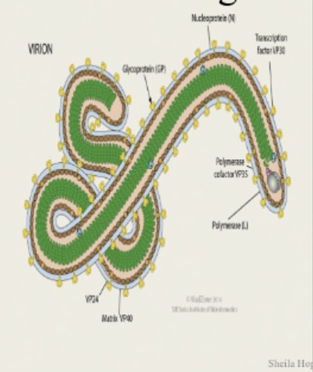 <p>Enveloped</p><p>RNA</p><p>Filamentous</p>