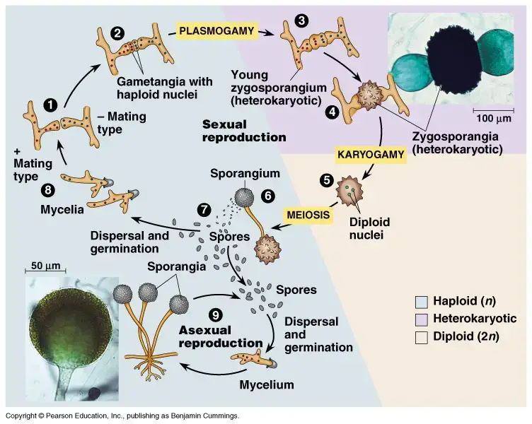 <p>What life cycle is this?</p>