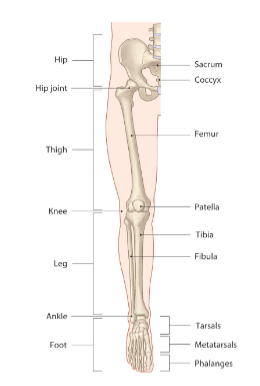 <ul><li><p>Carries entire weight of erect body</p></li><li><p>Subjected to exceptional forces during jumping or running</p></li><li><p>Three segments of lower limb</p><ul><li><p>Thigh</p></li><li><p>Leg</p></li><li><p>Foot</p></li></ul></li></ul><p></p>