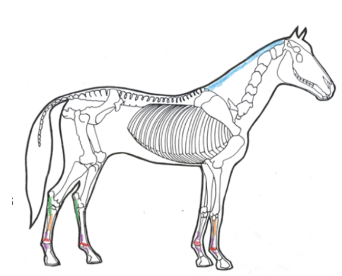 <p><span><strong>Nuchal Ligament&nbsp;- </strong>Attaches top of skull to withers.</span></p><p><span><strong>Annular ligaments - </strong>Bands around the fetlock to keep flexor tendons stable.</span></p><p><strong>Check Ligament - </strong><span>Attaches the deep flexor tendon to the cannon bone, the only ligament that attaches tendons to bone.</span></p><p><span><strong>Plantar Ligament - </strong>Connects cannon and splint bone to hock bones.</span></p><p><span><strong>Suspensory Ligaments - </strong>Supports the fetlock joint.</span></p>