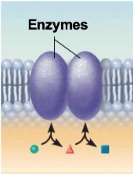 <ul><li><p>Proteins that catalyze chemical reactions</p><ul><li><p>Lower required activation energy</p></li></ul></li><li><p>varying specificity</p></li><li><p>some act alone, others may act as a “team” to catalyze sequential steps</p></li></ul><p></p>