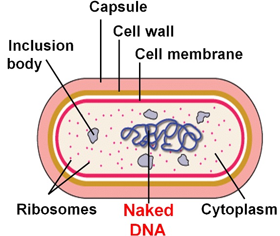 <p>cytoplasm</p>