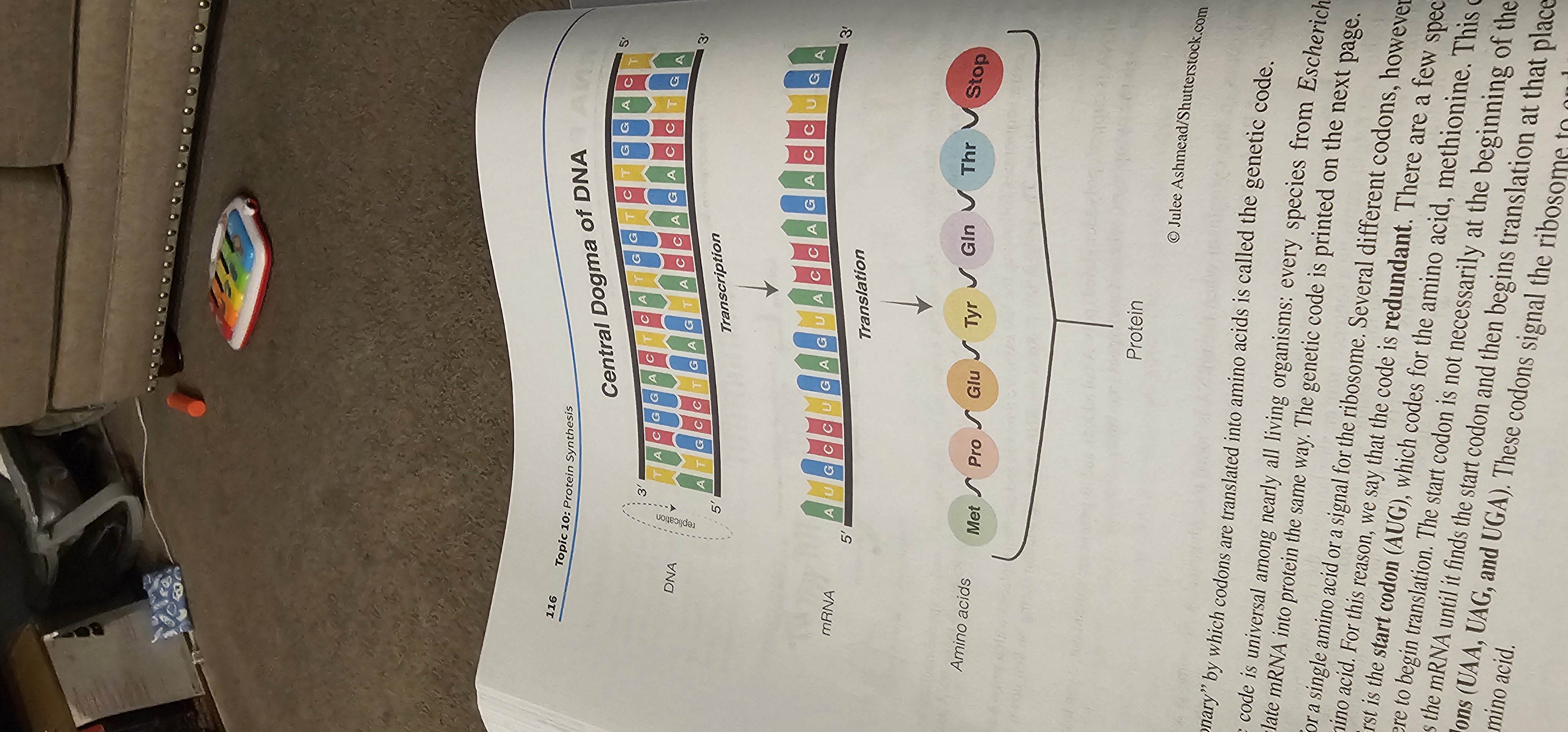 <p>Central Dogma</p>
