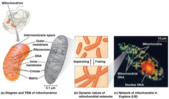 <p>Mitochondria</p>