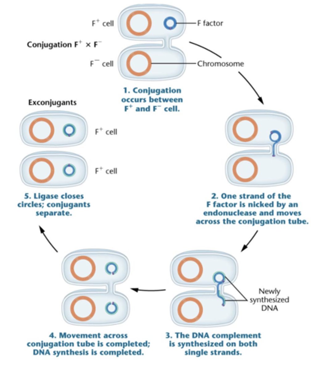 <p>-F+ plasmid is copied into the F- cells</p><p>-F- cells become F+</p><p>-F= to F- conjugation occurs in 1x10^-7 cells</p>