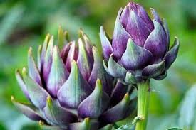 <p>globe artichoke</p>