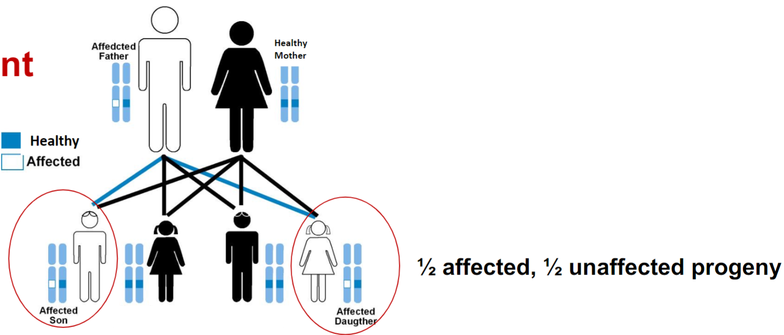 <ul><li><p>autosomal dominant:</p><ul><li><p>homozygous dominant and heterozygotes exhibit affected phenotype</p></li><li><p>males and females are equally affected and may transmit the trait</p></li><li><p><strong><u>affected phenotype </u><em><u>doesn’t skip</u></em><u> a generation</u></strong></p></li></ul></li></ul>