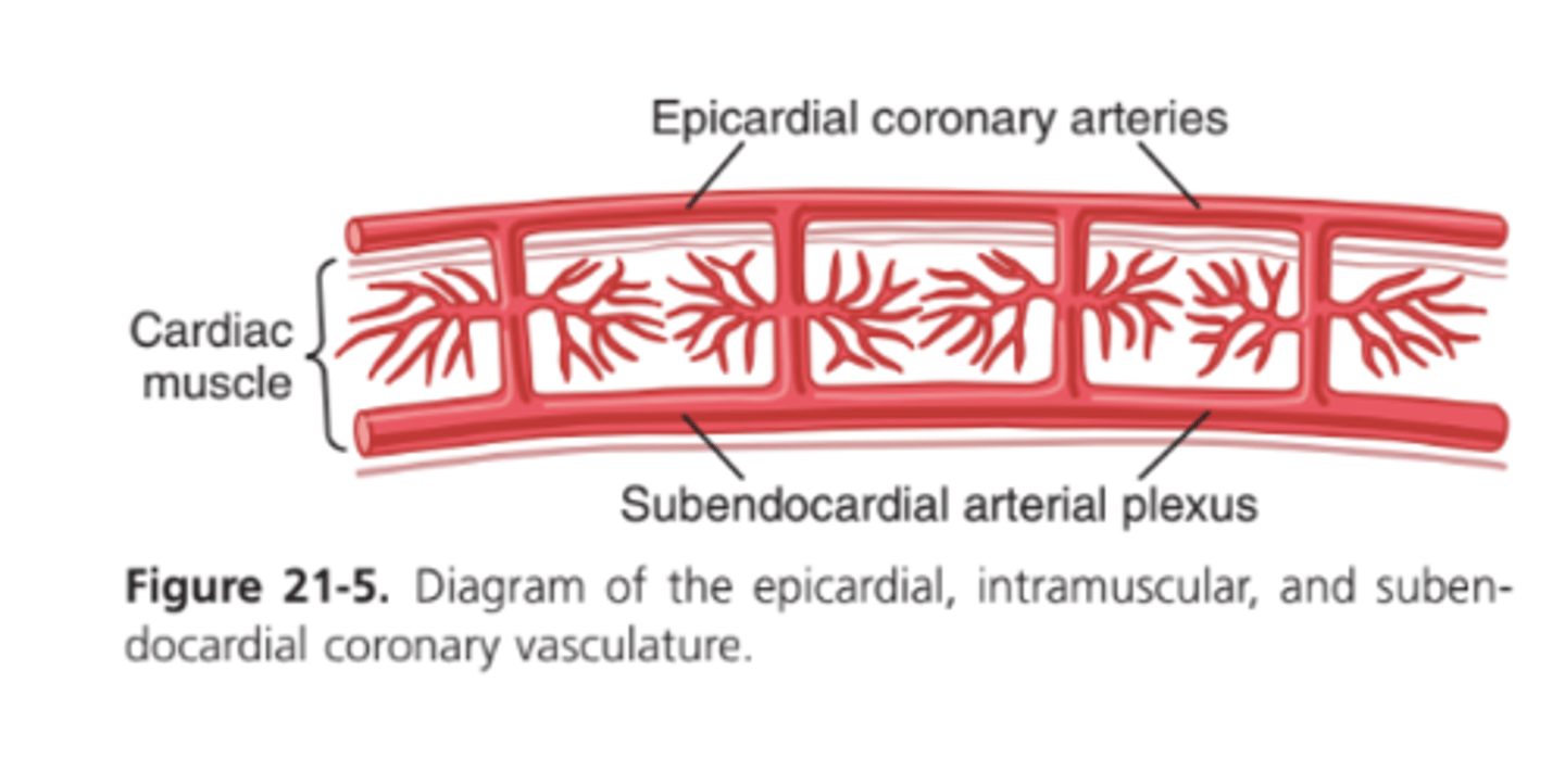 <p>How does the heart compensate for reduced blood flow in the subendocardial plexus during systole?</p>