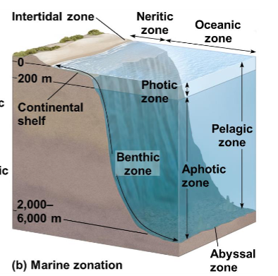 <ul><li><p class="">Intertidal Zone: Organisms adapted to tides</p></li><li><p class="">Neritic Zone: Rich in life, close to shore</p></li><li><p class="">Oceanic Zone: Deep water, less life, more open</p></li></ul><p></p>