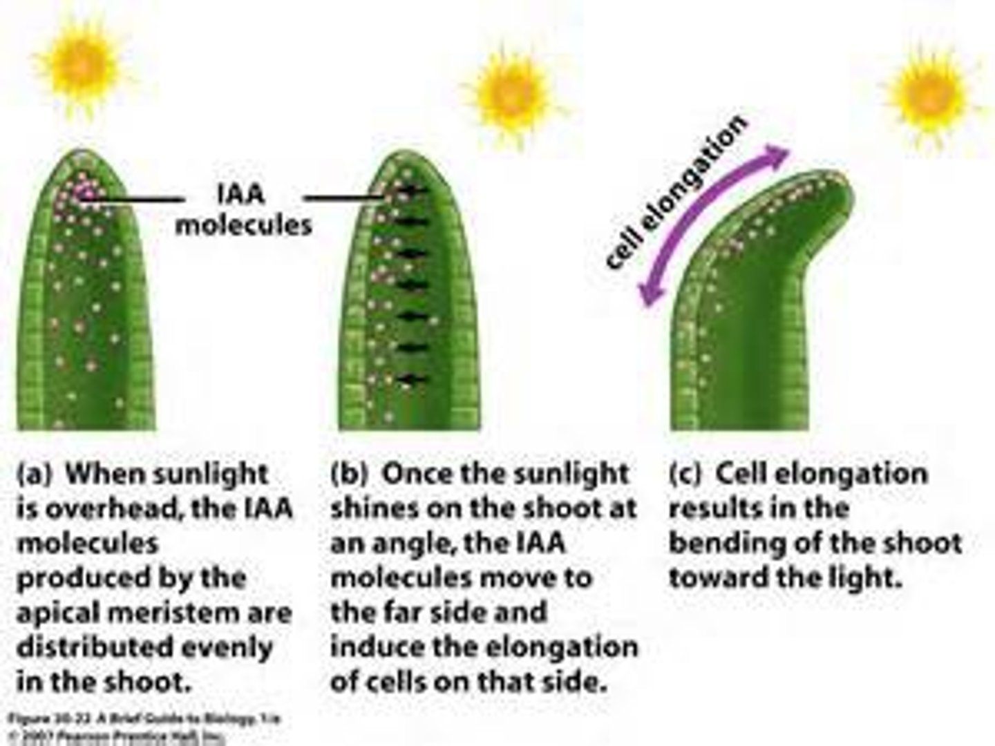 <p>Auxins are made in the shoot tip and diffuse down the shoot tip</p><p>Sunlight breaks down auxins</p><p>Shaded area has highest auxin concentration</p><p>This causes more cell division on the shaded side of the shoot, leading to the shoot bending towards the light</p><p></p>