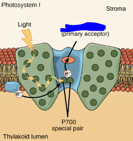 <p>The primary electron acceptor within PS1. Its job is to transport excited electrons released by the P700 chlorophyll special pairs and aid in transporting them to the NADP+ molecule that is reduced.</p>