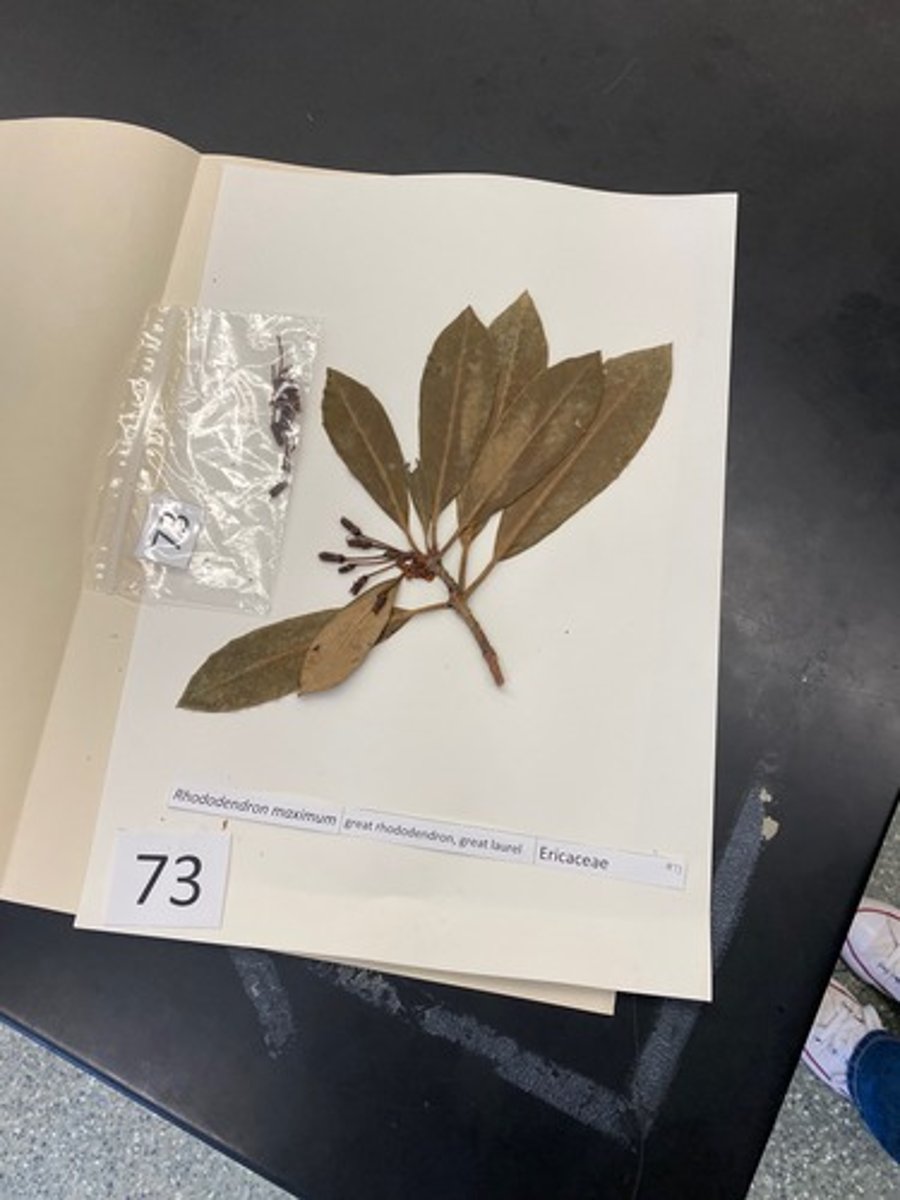 <p>Rhodendendron maximum (Ericaceae)</p>