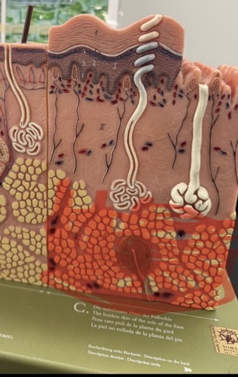 <p>Stores fat for energy, large blood vessels and nerve endings</p>