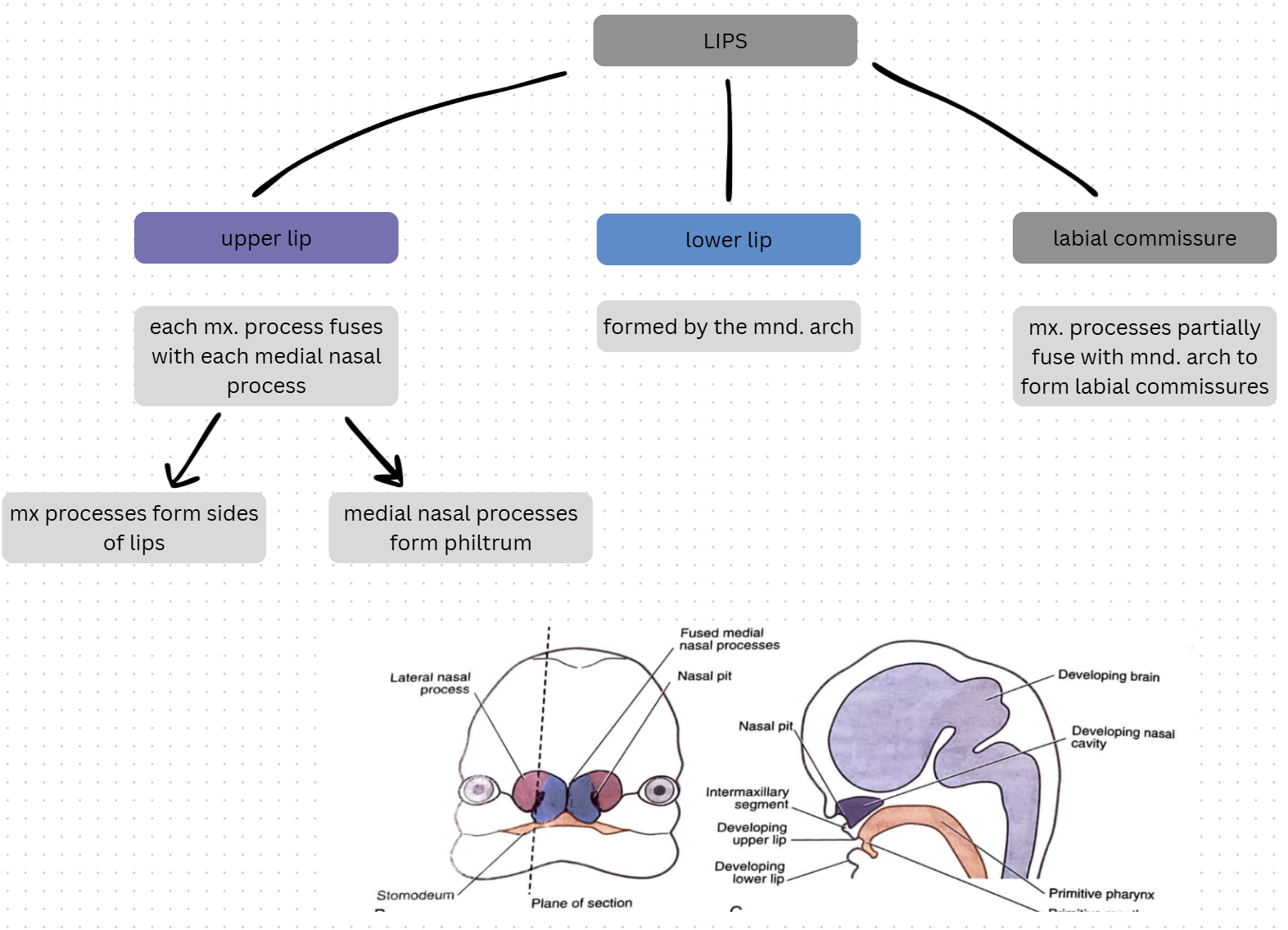 <ul><li><p>each mx process + medial nasal processes = upper lip</p></li><li><p>mnd arch → lower lip</p></li><li><p>mx processes + mnd arch = labial commissures</p></li></ul><p></p>