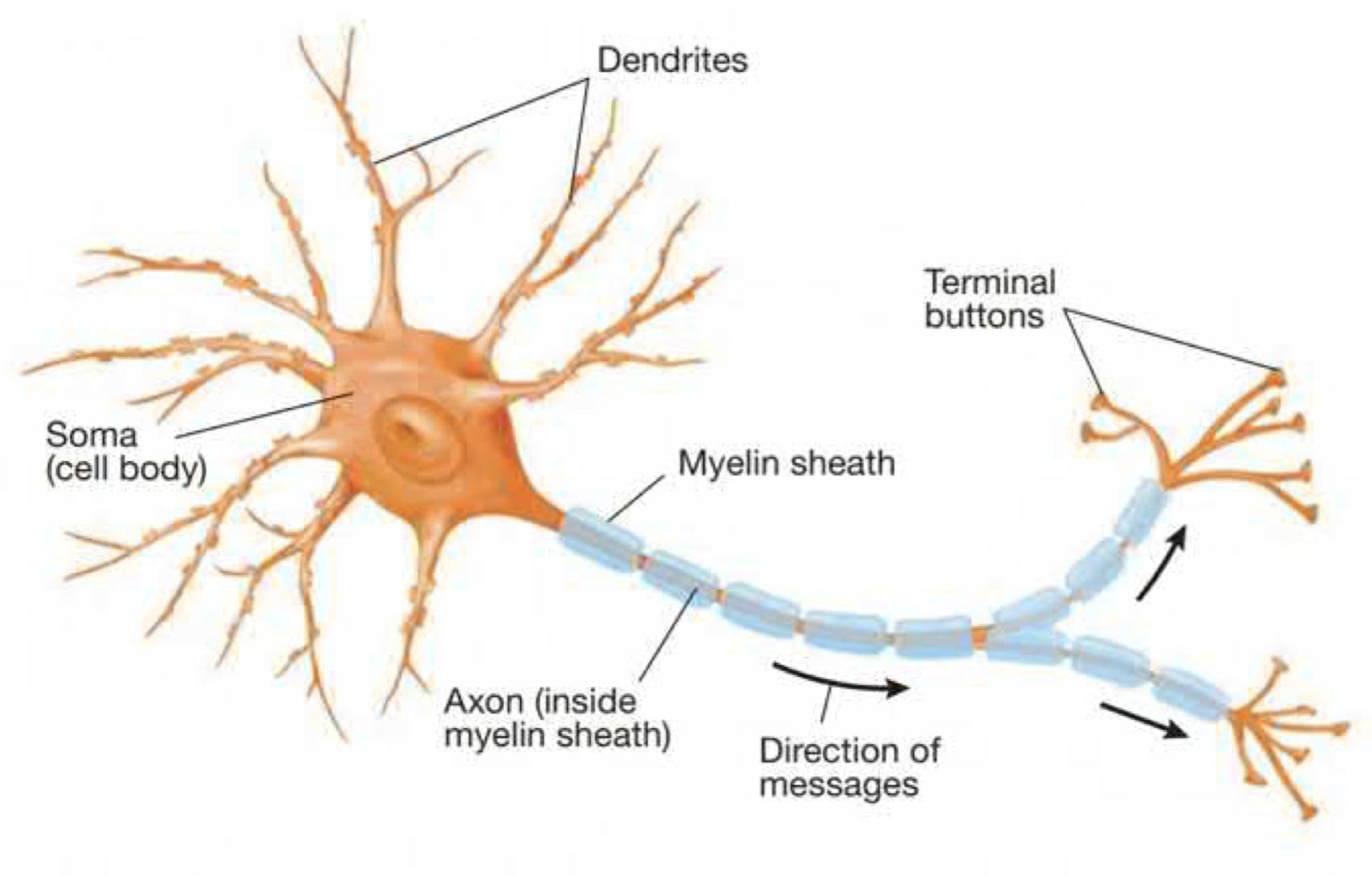 nucleus & machinery involved in the life process of the cell. **Contains genetic info, maintains neuron’s structure, provides energy**