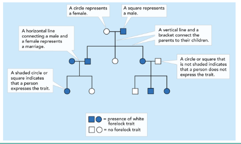 <ul><li><p>A&nbsp;<strong>family tree diagram</strong>&nbsp;that shows how a trait is inherited through generations.</p></li><li><p>Circles = females</p></li><li><p>Squares = males</p></li><li><p>Shaded = has the trait</p></li><li><p>Half-shaded =&nbsp;<strong>carrier</strong>&nbsp;(for recessive or sex-linked traits)</p></li></ul><p></p>