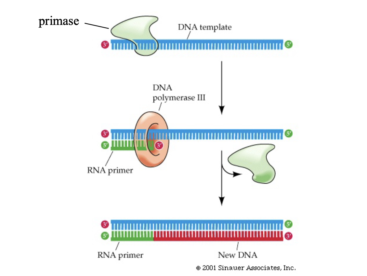 <p>enzyme helicase: unwinds the DNA strands by expanding energy</p><p>enzyme primase: makes short complementary RNA primers that act as a ragged end so DNA polymerase can go to work</p><p></p><p>Note: primase only acts on the lagging end</p>