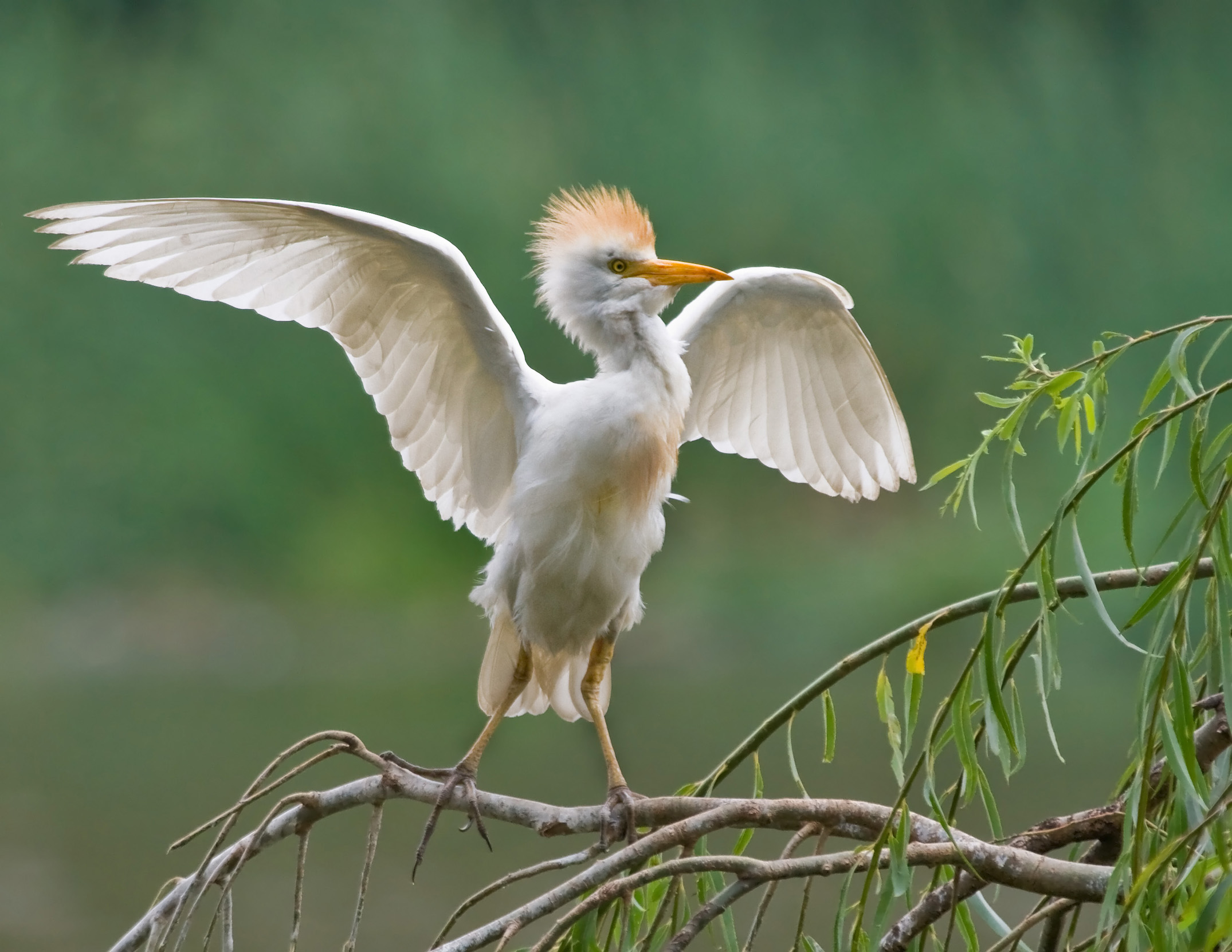 <p>Cattle Egret</p>