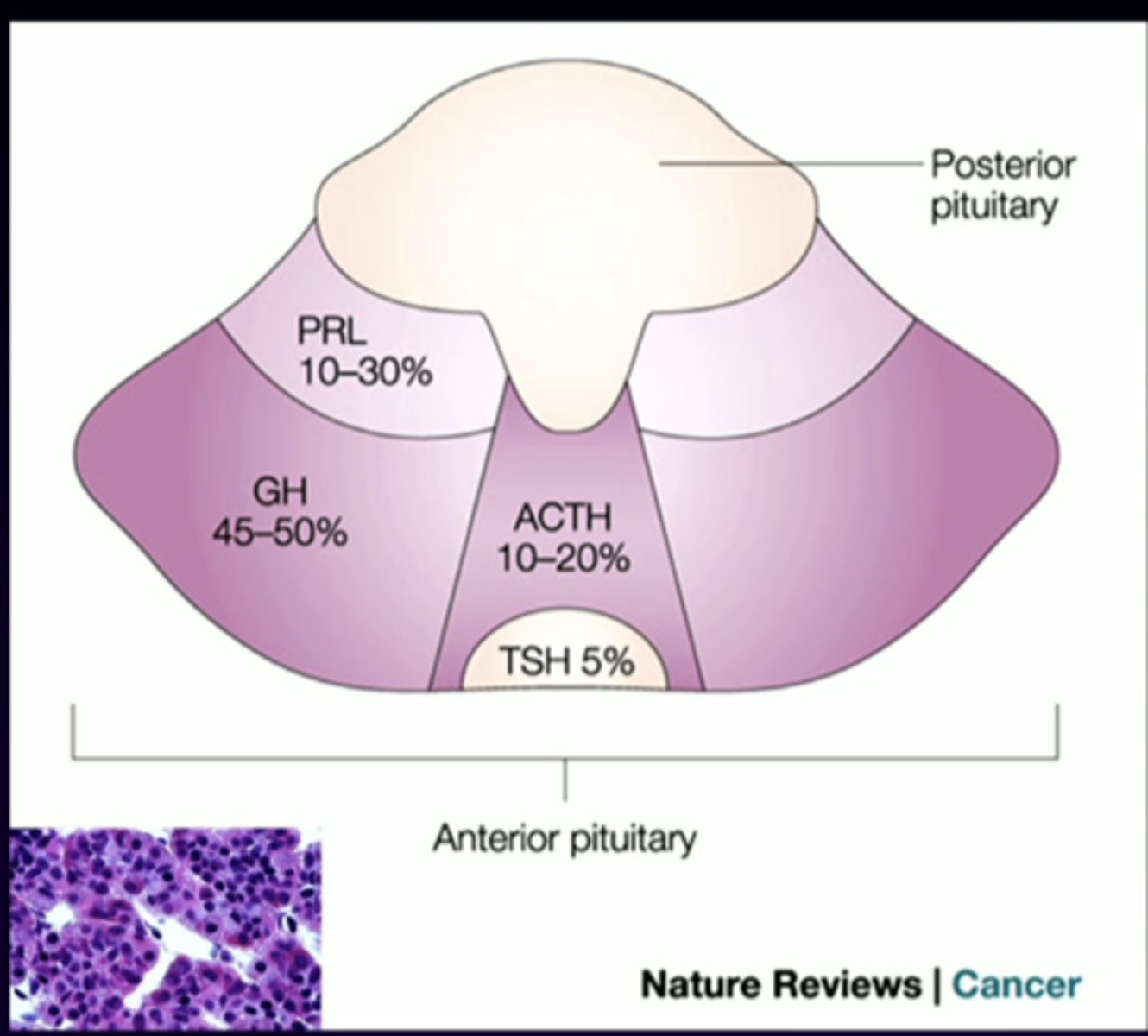 <p>anterior pituitary cell types (-trophs)</p><p>adrenocorticotropin </p>