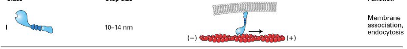 <p><span><span>the only myosins to have a single head domain</span></span></p><p><span><span>some of these myosins associate directly with membranes through lipid interactions</span></span></p>