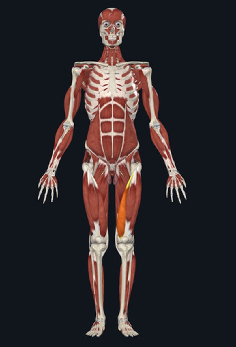 <ul><li><p><u>Origin:</u>&nbsp;Femur</p></li><li><p><u>Insertion:</u>&nbsp;Tibia</p></li><li><p><u>Action:</u>&nbsp;Knee extension</p></li></ul><p></p>