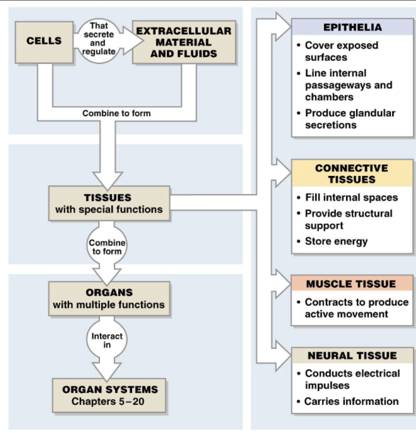 <p><span>In triploblasts, four types of tissues, arising from three embryonic germ layers</span></p><p><span>The organs of multicellular organisms are composed of basic tissue types, specialized in structure &amp; functions to carry out different tasks for the organism as a whole</span></p><p></p>