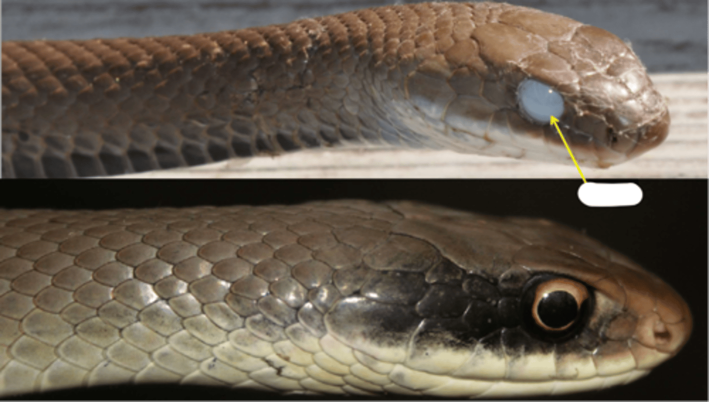 <p>spectacle that covers and protects their eyes</p>