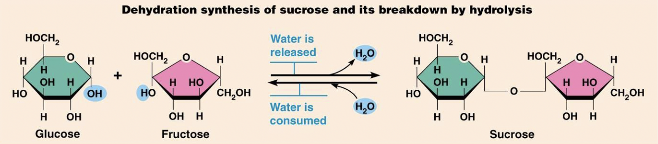<ul><li><p><strong>Maltose</strong></p><ul><li><p>Composed of <strong>glucose and glucose</strong></p></li></ul></li><li><p><strong>Sucrose</strong></p><ul><li><p>Composed of <strong>glucose and fructose</strong></p></li></ul></li><li><p><strong>Lactose</strong></p><ul><li><p>Composed of <strong>glucose and galactose</strong></p></li></ul></li></ul><p></p>