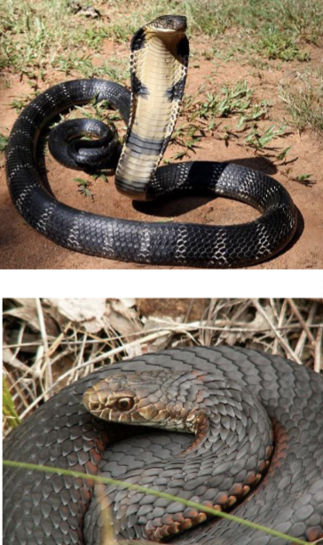 <p>Elapidae - Cobras, Adders, Mambas, etc.</p>