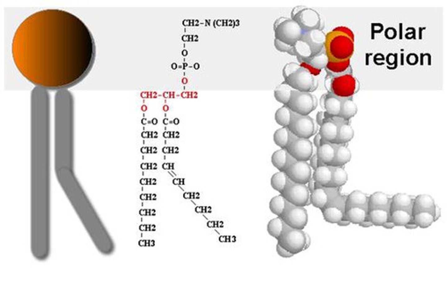 <p>lipid made of two hydrocarbon chains, glycerol, and a phosphate group</p>