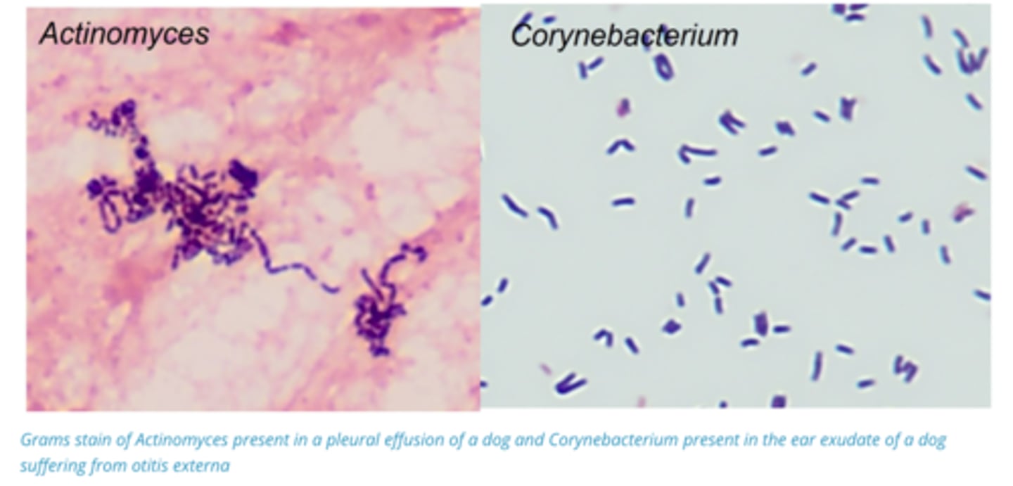 <p>1. Gram +ve pleomorphic rods, non-motile,</p><p>- Facultative anaerobes/obligate anaerobes</p><p>2. Long Incubation period (Not rapid diseases)</p>