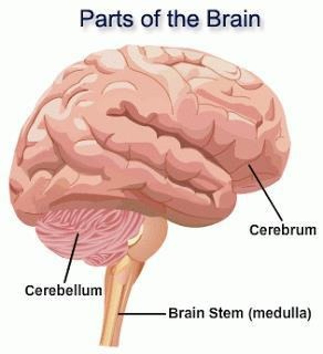 <p>Largest brain part; responsible for higher functions.</p>