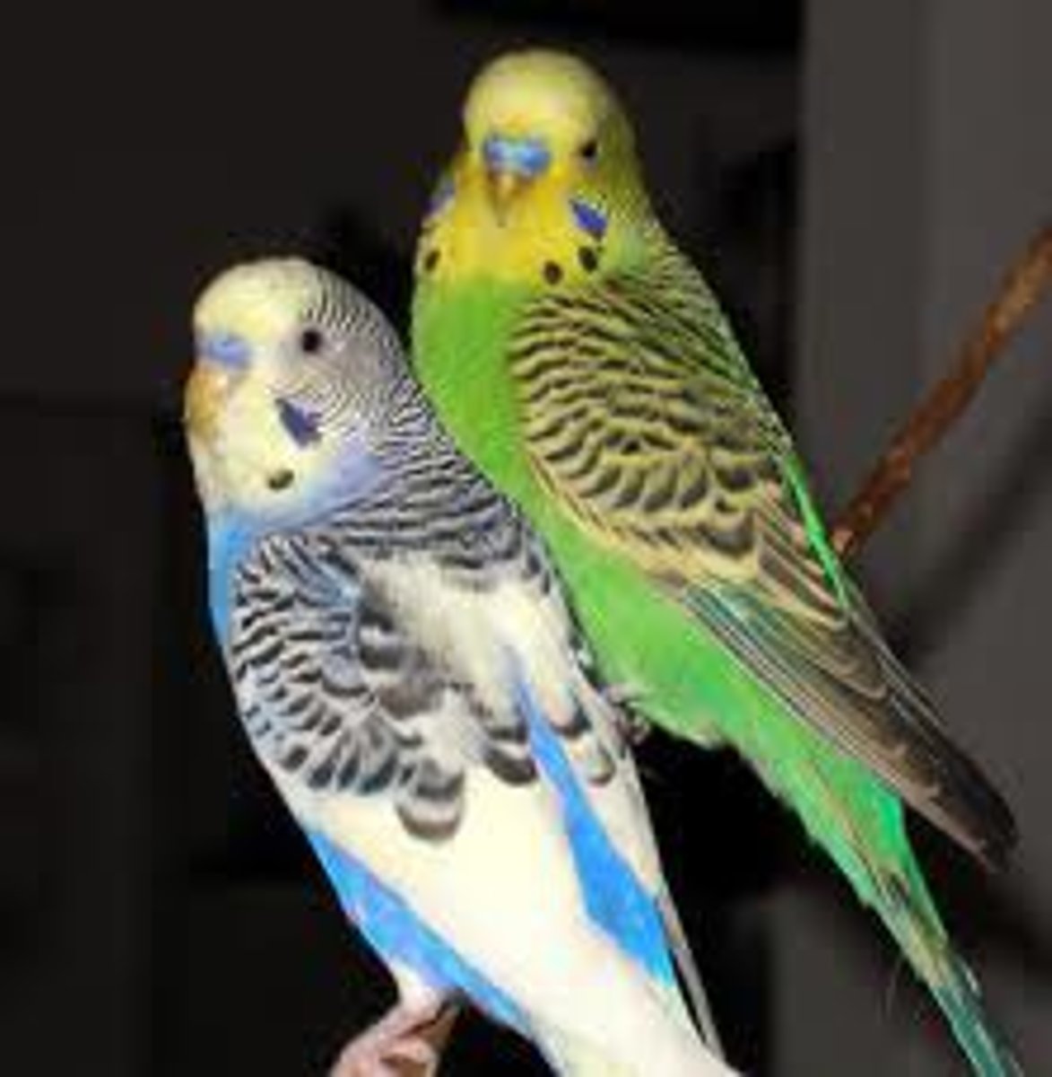 <p>the parakeet</p>