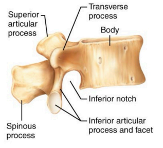 <p>This region receives the most stress. The bodies are kidney shaped and increase in size from top to bottom.</p><p>Characteristics are as follows:</p><ol><li><p>Pedicles and laminae are shorter and thicker than those of other vertebrae</p></li><li><p>Spinous processes are flat and short and project directly backwards</p></li><li><p>The vertebral foramen is triangular shaped</p></li><li><p>The orientation of inferior and superior facets are unique compared to others.</p></li></ol><p>(superior facet faces in, inferior facet faces out.)</p>