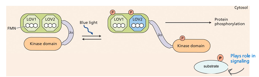 <p>links the light absorption domain to kinase domain</p>