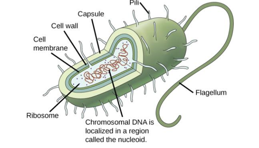 <ol><li><p>chromosomal DNA in nucleoid</p></li><li><p>ribosome in cytoplasm</p></li><li><p>cell membrane surrounded by cell wall</p></li></ol>