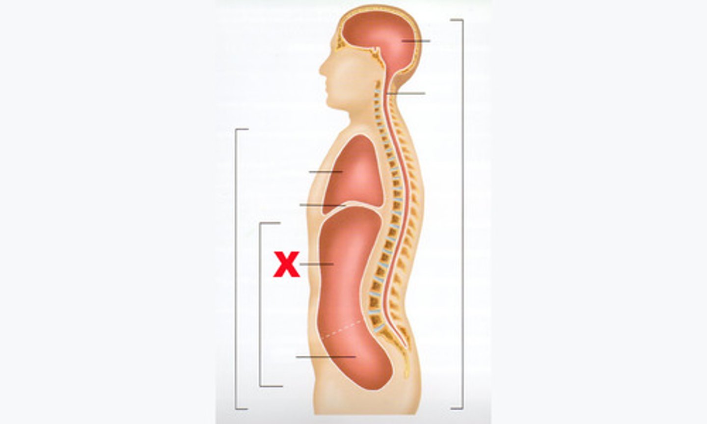 <p>contains stomach, kidney, liver, gallbladder, pancreas, spleen, small intestine, most of the large intestine, and appendix</p>