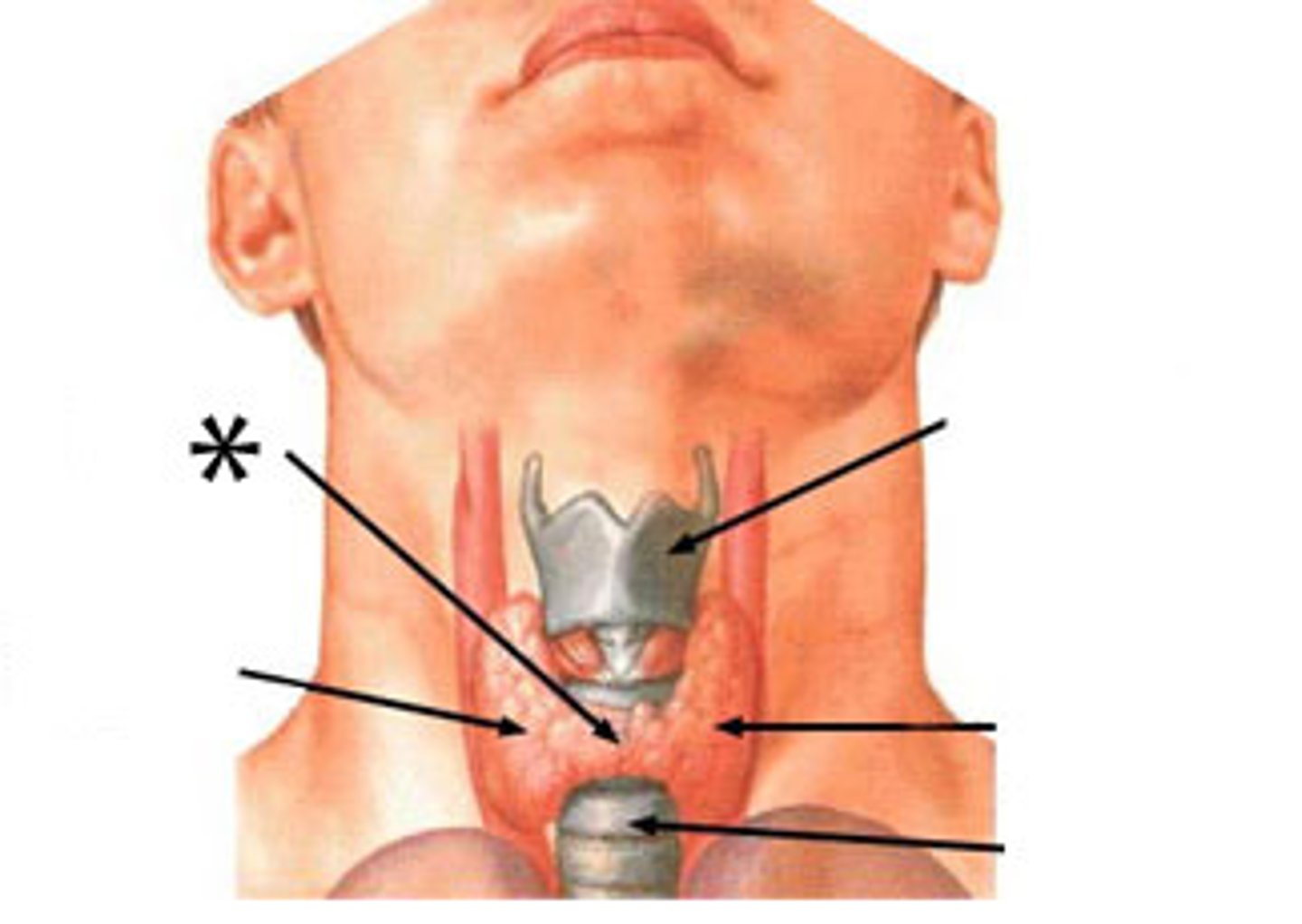 <p>Laryngeal prominence </p>