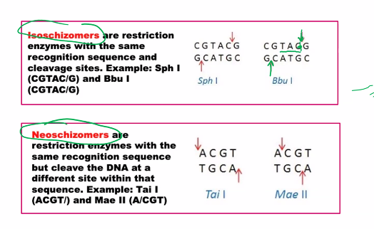 <p>This is a classic topic in molecular biology, specifically in the context of restriction enzymes. The terms <strong>isoschizomers</strong> and <strong>neoschizomers</strong> describe different types of relationships between these enzymes.</p><p class="ds-markdown-paragraph">The key to understanding both terms lies in their recognition of the <strong>same DNA sequence</strong>, but with a critical difference in how they cut it.</p><p class="ds-markdown-paragraph">Let's break them down.</p><div data-type="horizontalRule"><hr></div><p>Isoschizomers</p><p class="ds-markdown-paragraph"><strong>Etymology:</strong> From the Greek <em>isos</em> (equal) and <em>schizein</em> (to split).</p><p class="ds-markdown-paragraph"><strong>Definition:</strong> Isoschizomers are pairs (or groups) of <strong>restriction enzymes that recognize the same specific DNA sequence AND cut at the exact same position</strong> within that sequence.</p><p class="ds-markdown-paragraph"><strong>Key Characteristics:</strong></p><ul><li><p class="ds-markdown-paragraph"><strong>Same Recognition Sequence:</strong> They bind to the same string of nucleotides (e.g., both recognize <code>G*AATTC</code>).</p></li><li><p class="ds-markdown-paragraph"><strong>Same Cut Site:</strong> They produce identical cut ends. If one produces a 5' overhang, the other does too. If it's a blunt end, the other also produces a blunt end.</p></li></ul><p class="ds-markdown-paragraph"><strong>Example:</strong></p><ul><li><p class="ds-markdown-paragraph"><strong>SphI</strong> (from <em>Streptomyces phaeochromogenes</em>) and <strong>BbuI</strong> (from <em>Bacillus brevis</em>) are isoschizomers.</p></li><li><p class="ds-markdown-paragraph"><strong>Recognition Sequence for both:</strong> <code>G CATGC^C</code></p></li><li><p class="ds-markdown-paragraph"><strong>Cut Site for both:</strong> They both cut between the G and C on the top strand (as indicated by <code>^</code>) and at the symmetrical position on the bottom strand, producing the same sticky ends.</p></li></ul><p class="ds-markdown-paragraph"><strong>Practical Implication:</strong> Isoschizomers are often functionally interchangeable in cloning experiments. You might use one from a different supplier or one that is more affordable or has a better storage buffer.</p><div data-type="horizontalRule"><hr></div><p>Neoschizomers</p><p class="ds-markdown-paragraph"><strong>Etymology:</strong> From the Greek <em>neos</em> (new) and <em>schizein</em> (to split).</p><p class="ds-markdown-paragraph"><strong>Definition:</strong> Neoschizomers are pairs of <strong>restriction enzymes that recognize the same specific DNA sequence BUT cut at different positions</strong> within that sequence.</p><p class="ds-markdown-paragraph"><strong>Key Characteristics:</strong></p><ul><li><p class="ds-markdown-paragraph"><strong>Same Recognition Sequence:</strong> They bind to the same string of nucleotides.</p></li><li><p class="ds-markdown-paragraph"><strong>Different Cut Sites:</strong> They cut the DNA backbone at different points, resulting in different ends.</p></li></ul><p class="ds-markdown-paragraph"><strong>Example (The Classic One):</strong></p><ul><li><p class="ds-markdown-paragraph"><strong>SmaI</strong> and <strong>XmaI</strong> are neoschizomers.</p></li><li><p class="ds-markdown-paragraph"><strong>Recognition Sequence for both:</strong> <code>C CC GGG</code></p></li><li><p class="ds-markdown-paragraph"><strong>Cut Site for SmaI:</strong> It cuts straight through the center, producing <strong>blunt ends</strong>.</p><ul><li><p class="ds-markdown-paragraph"><code>CCC</code> <code>GGG</code></p></li></ul></li><li><p class="ds-markdown-paragraph"><strong>Cut Site for XmaI:</strong> It cuts between the first and second cytosines, producing <strong>sticky ends</strong>.</p><ul><li><p class="ds-markdown-paragraph"><code>C</code> <code>CCGGG</code></p></li></ul></li></ul><p class="ds-markdown-paragraph"><strong>Practical Implication:</strong> Neoschizomers are <strong>NOT</strong> interchangeable. The type of ends they produce (blunt vs. sticky) is critical for determining which DNA fragments can ligate together. Using SmaI instead of XmaI would completely change the outcome of your experiment.</p><div data-type="horizontalRule"><hr></div><p>Summary Table</p><table style="min-width: 75px;"><colgroup><col style="min-width: 25px;"><col style="min-width: 25px;"><col style="min-width: 25px;"></colgroup><tbody><tr><th colspan="1" rowspan="1" style="border-bottom: 1.06667px solid rgba(0, 0, 0, 0.12); font: 500 15px / 25px quote-cjk-patch, Inter, system-ui, -apple-system, BlinkMacSystemFont, &quot;Segoe UI&quot;, Roboto, Oxygen, Ubuntu, Cantarell, &quot;Open Sans&quot;, &quot;Helvetica Neue&quot;, sans-serif; border-top: none; padding: 10px 16px 10px 0px; text-align: left;"><p><strong>Feature</strong></p></th><th colspan="1" rowspan="1" style="border-bottom: 1.06667px solid rgba(0, 0, 0, 0.12); font: 500 15px / 25px quote-cjk-patch, Inter, system-ui, -apple-system, BlinkMacSystemFont, &quot;Segoe UI&quot;, Roboto, Oxygen, Ubuntu, Cantarell, &quot;Open Sans&quot;, &quot;Helvetica Neue&quot;, sans-serif; border-top: none; padding: 10px 16px; text-align: left;"><p><strong>Isoschizomers</strong></p></th><th colspan="1" rowspan="1" style="border-bottom: 1.06667px solid rgba(0, 0, 0, 0.12); font: 500 15px / 25px quote-cjk-patch, Inter, system-ui, -apple-system, BlinkMacSystemFont, &quot;Segoe UI&quot;, Roboto, Oxygen, Ubuntu, Cantarell, &quot;Open Sans&quot;, &quot;Helvetica Neue&quot;, sans-serif; border-top: none; padding: 10px 16px; text-align: left;"><p><strong>Neoschizomers</strong></p></th></tr><tr><td colspan="1" rowspan="1" style="border-bottom: 1.06667px solid rgba(0, 0, 0, 0.1); font: 400 15px / 25px quote-cjk-patch, Inter, system-ui, -apple-system, BlinkMacSystemFont, &quot;Segoe UI&quot;, Roboto, Oxygen, Ubuntu, Cantarell, &quot;Open Sans&quot;, &quot;Helvetica Neue&quot;, sans-serif; min-width: 100px; max-width: max(30vw, 320px); padding: 10px 16px 10px 0px;"><p><strong>Etymology</strong></p></td><td colspan="1" rowspan="1" style="border-bottom: 1.06667px solid rgba(0, 0, 0, 0.1); font: 400 15px / 25px quote-cjk-patch, Inter, system-ui, -apple-system, BlinkMacSystemFont, &quot;Segoe UI&quot;, Roboto, Oxygen, Ubuntu, Cantarell, &quot;Open Sans&quot;, &quot;Helvetica Neue&quot;, sans-serif; min-width: 100px; max-width: max(30vw, 320px); padding: 10px 16px;"><p>"Equal cutter"</p></td><td colspan="1" rowspan="1" style="border-bottom: 1.06667px solid rgba(0, 0, 0, 0.1); font: 400 15px / 25px quote-cjk-patch, Inter, system-ui, -apple-system, BlinkMacSystemFont, &quot;Segoe UI&quot;, Roboto, Oxygen, Ubuntu, Cantarell, &quot;Open Sans&quot;, &quot;Helvetica Neue&quot;, sans-serif; min-width: 100px; max-width: max(30vw, 320px); padding: 10px 0px 10px 16px;"><p>"New cutter"</p></td></tr><tr><td colspan="1" rowspan="1" style="border-bottom: 1.06667px solid rgba(0, 0, 0, 0.1); font: 400 15px / 25px quote-cjk-patch, Inter, system-ui, -apple-system, BlinkMacSystemFont, &quot;Segoe UI&quot;, Roboto, Oxygen, Ubuntu, Cantarell, &quot;Open Sans&quot;, &quot;Helvetica Neue&quot;, sans-serif; min-width: 100px; max-width: max(30vw, 320px); padding: 10px 16px 10px 0px;"><p><strong>Recognition Sequence</strong></p></td><td colspan="1" rowspan="1" style="border-bottom: 1.06667px solid rgba(0, 0, 0, 0.1); font: 400 15px / 25px quote-cjk-patch, Inter, system-ui, -apple-system, BlinkMacSystemFont, &quot;Segoe UI&quot;, Roboto, Oxygen, Ubuntu, Cantarell, &quot;Open Sans&quot;, &quot;Helvetica Neue&quot;, sans-serif; min-width: 100px; max-width: max(30vw, 320px); padding: 10px 16px;"><p><strong>Identical</strong></p></td><td colspan="1" rowspan="1" style="border-bottom: 1.06667px solid rgba(0, 0, 0, 0.1); font: 400 15px / 25px quote-cjk-patch, Inter, system-ui, -apple-system, BlinkMacSystemFont, &quot;Segoe UI&quot;, Roboto, Oxygen, Ubuntu, Cantarell, &quot;Open Sans&quot;, &quot;Helvetica Neue&quot;, sans-serif; min-width: 100px; max-width: max(30vw, 320px); padding: 10px 0px 10px 16px;"><p><strong>Identical</strong></p></td></tr><tr><td colspan="1" rowspan="1" style="border-bottom: 1.06667px solid rgba(0, 0, 0, 0.1); font: 400 15px / 25px quote-cjk-patch, Inter, system-ui, -apple-system, BlinkMacSystemFont, &quot;Segoe UI&quot;, Roboto, Oxygen, Ubuntu, Cantarell, &quot;Open Sans&quot;, &quot;Helvetica Neue&quot;, sans-serif; min-width: 100px; max-width: max(30vw, 320px); padding: 10px 16px 10px 0px;"><p><strong>Cut Position</strong></p></td><td colspan="1" rowspan="1" style="border-bottom: 1.06667px solid rgba(0, 0, 0, 0.1); font: 400 15px / 25px quote-cjk-patch, Inter, system-ui, -apple-system, BlinkMacSystemFont, &quot;Segoe UI&quot;, Roboto, Oxygen, Ubuntu, Cantarell, &quot;Open Sans&quot;, &quot;Helvetica Neue&quot;, sans-serif; min-width: 100px; max-width: max(30vw, 320px); padding: 10px 16px;"><p><strong>Identical</strong></p></td><td colspan="1" rowspan="1" style="border-bottom: 1.06667px solid rgba(0, 0, 0, 0.1); font: 400 15px / 25px quote-cjk-patch, Inter, system-ui, -apple-system, BlinkMacSystemFont, &quot;Segoe UI&quot;, Roboto, Oxygen, Ubuntu, Cantarell, &quot;Open Sans&quot;, &quot;Helvetica Neue&quot;, sans-serif; min-width: 100px; max-width: max(30vw, 320px); padding: 10px 0px 10px 16px;"><p><strong>Different</strong></p></td></tr><tr><td colspan="1" rowspan="1" style="border-bottom: 1.06667px solid rgba(0, 0, 0, 0.1); font: 400 15px / 25px quote-cjk-patch, Inter, system-ui, -apple-system, BlinkMacSystemFont, &quot;Segoe UI&quot;, Roboto, Oxygen, Ubuntu, Cantarell, &quot;Open Sans&quot;, &quot;Helvetica Neue&quot;, sans-serif; min-width: 100px; max-width: max(30vw, 320px); padding: 10px 16px 10px 0px;"><p><strong>Ends Produced</strong></p></td><td colspan="1" rowspan="1" style="border-bottom: 1.06667px solid rgba(0, 0, 0, 0.1); font: 400 15px / 25px quote-cjk-patch, Inter, system-ui, -apple-system, BlinkMacSystemFont, &quot;Segoe UI&quot;, Roboto, Oxygen, Ubuntu, Cantarell, &quot;Open Sans&quot;, &quot;Helvetica Neue&quot;, sans-serif; min-width: 100px; max-width: max(30vw, 320px); padding: 10px 16px;"><p>Identical (e.g., both 5' overhang)</p></td><td colspan="1" rowspan="1" style="border-bottom: 1.06667px solid rgba(0, 0, 0, 0.1); font: 400 15px / 25px quote-cjk-patch, Inter, system-ui, -apple-system, BlinkMacSystemFont, &quot;Segoe UI&quot;, Roboto, Oxygen, Ubuntu, Cantarell, &quot;Open Sans&quot;, &quot;Helvetica Neue&quot;, sans-serif; min-width: 100px; max-width: max(30vw, 320px); padding: 10px 0px 10px 16px;"><p>Different (e.g., blunt vs. sticky)</p></td></tr><tr><td colspan="1" rowspan="1" style="border-bottom: 1.06667px solid rgba(0, 0, 0, 0.1); font: 400 15px / 25px quote-cjk-patch, Inter, system-ui, -apple-system, BlinkMacSystemFont, &quot;Segoe UI&quot;, Roboto, Oxygen, Ubuntu, Cantarell, &quot;Open Sans&quot;, &quot;Helvetica Neue&quot;, sans-serif; min-width: 100px; max-width: max(30vw, 320px); padding: 10px 16px 10px 0px;"><p><strong>Functional in Lab?</strong></p></td><td colspan="1" rowspan="1" style="border-bottom: 1.06667px solid rgba(0, 0, 0, 0.1); font: 400 15px / 25px quote-cjk-patch, Inter, system-ui, -apple-system, BlinkMacSystemFont, &quot;Segoe UI&quot;, Roboto, Oxygen, Ubuntu, Cantarell, &quot;Open Sans&quot;, &quot;Helvetica Neue&quot;, sans-serif; min-width: 100px; max-width: max(30vw, 320px); padding: 10px 16px;"><p>Usually interchangeable</p></td><td colspan="1" rowspan="1" style="border-bottom: 1.06667px solid rgba(0, 0, 0, 0.1); font: 400 15px / 25px quote-cjk-patch, Inter, system-ui, -apple-system, BlinkMacSystemFont, &quot;Segoe UI&quot;, Roboto, Oxygen, Ubuntu, Cantarell, &quot;Open Sans&quot;, &quot;Helvetica Neue&quot;, sans-serif; min-width: 100px; max-width: max(30vw, 320px); padding: 10px 0px 10px 16px;"><p><strong>NOT interchangeable</strong></p></td></tr><tr><td colspan="1" rowspan="1" style="border-bottom: 1.06667px solid rgba(0, 0, 0, 0.1); font: 400 15px / 25px quote-cjk-patch, Inter, system-ui, -apple-system, BlinkMacSystemFont, &quot;Segoe UI&quot;, Roboto, Oxygen, Ubuntu, Cantarell, &quot;Open Sans&quot;, &quot;Helvetica Neue&quot;, sans-serif; min-width: 100px; max-width: max(30vw, 320px); padding: 10px 16px 10px 0px;"><p><strong>Analogy</strong></p></td><td colspan="1" rowspan="1" style="border-bottom: 1.06667px solid rgba(0, 0, 0, 0.1); font: 400 15px / 25px quote-cjk-patch, Inter, system-ui, -apple-system, BlinkMacSystemFont, &quot;Segoe UI&quot;, Roboto, Oxygen, Ubuntu, Cantarell, &quot;Open Sans&quot;, &quot;Helvetica Neue&quot;, sans-serif; min-width: 100px; max-width: max(30vw, 320px); padding: 10px 16px;"><p>Two different brands of scissors that cut paper exactly the same way.</p></td><td colspan="1" rowspan="1" style="border-bottom: 1.06667px solid rgba(0, 0, 0, 0.1); font: 400 15px / 25px quote-cjk-patch, Inter, system-ui, -apple-system, BlinkMacSystemFont, &quot;Segoe UI&quot;, Roboto, Oxygen, Ubuntu, Cantarell, &quot;Open Sans&quot;, &quot;Helvetica Neue&quot;, sans-serif; min-width: 100px; max-width: max(30vw, 320px); padding: 10px 0px 10px 16px;"><p>Two tools that both recognize a "perforated line" on a coupon: one cuts the line perfectly, the other cuts 2mm to the left.</p></td></tr></tbody></table><p>A Third Related Term: Isocaudomers</p><p class="ds-markdown-paragraph">For completeness, there's a third term: <strong>Isocaudomers</strong> (from Greek <em>cauda</em>, meaning "tail").<br>These are enzymes with <strong>different recognition sequences</strong> that, after cutting, produce <strong>the same sticky ends</strong>.</p><p class="ds-markdown-paragraph"><strong>Example:</strong> <strong>BamHI</strong> (<code>G^GATCC</code>) and <strong>BglII</strong> (<code>A^GATCT</code>) are isocaudomers. They both produce the same 5' <code>GATC</code> overhang, allowing fragments generated by one enzyme to be ligated to fragments generated by the other. This was very useful in early cloning strategies.</p>