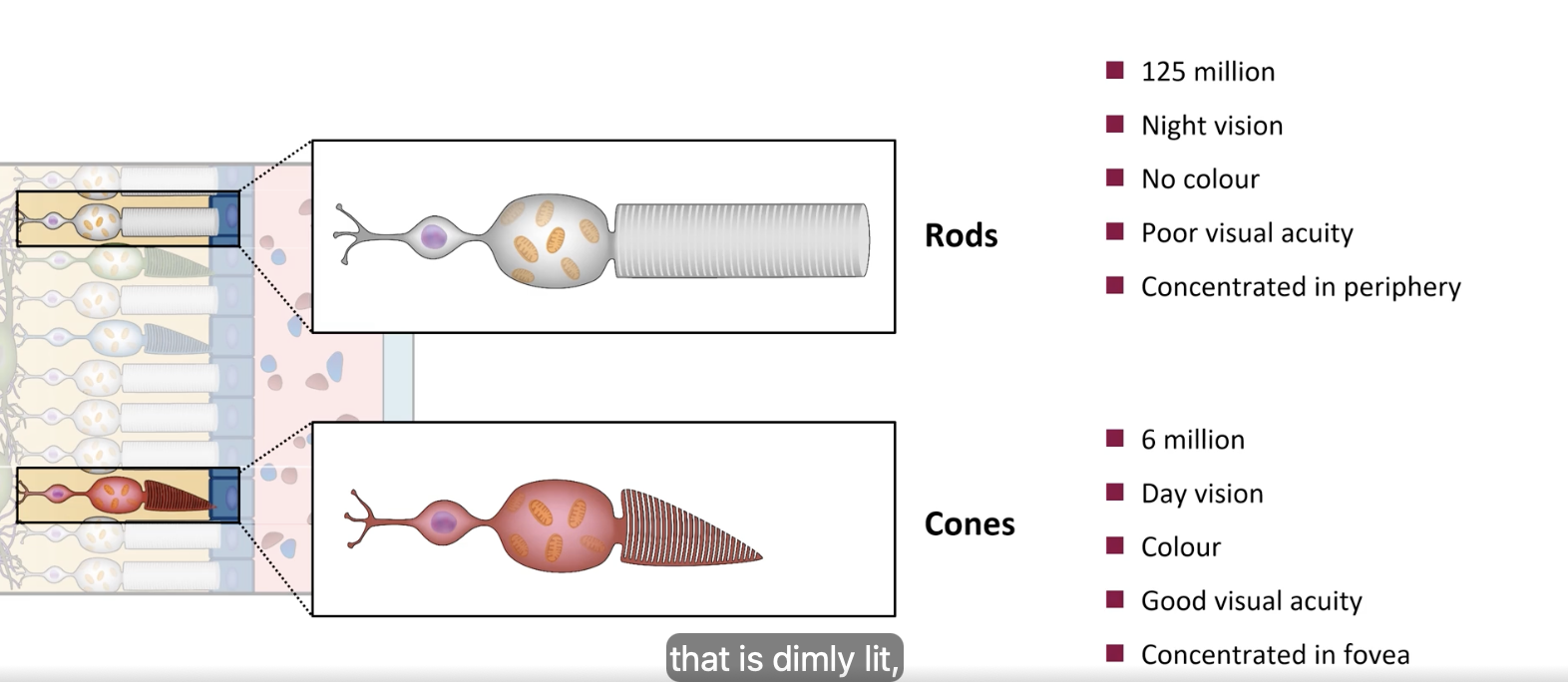 <p>cells that translate physical stimulus of light —> neural signal that’s relayed to the brain</p>