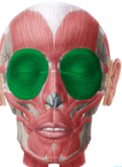 <p>  Which facial muscle closes the eyelids (squint/blink)?</p>